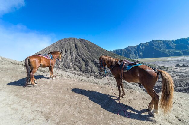 Foto cavalli sulla sabbia contro un cielo limpido