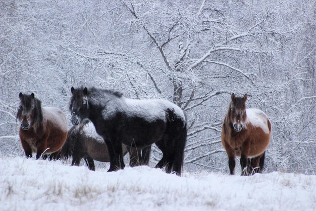 Photo horses on snow covered field