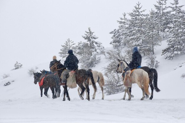 Photo horses on snow covered field