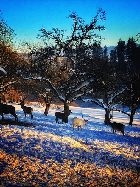 Horses on snow covered trees against sky