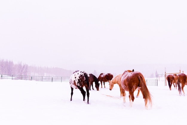 Horses in the snow on a small farm in Colorado.