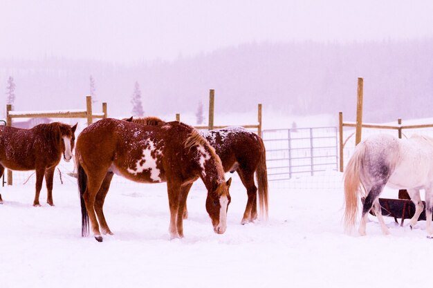 コロラド州の小さな農場で雪の中の馬。