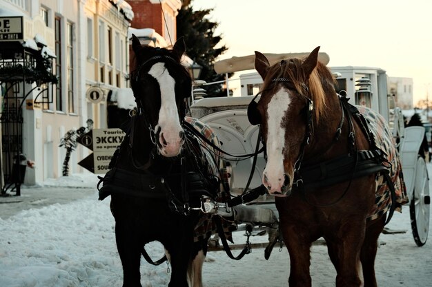 Horses on snow