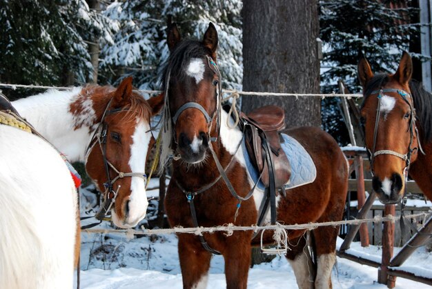 Foto cavalli nella neve