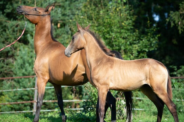 Horses standing in a farm