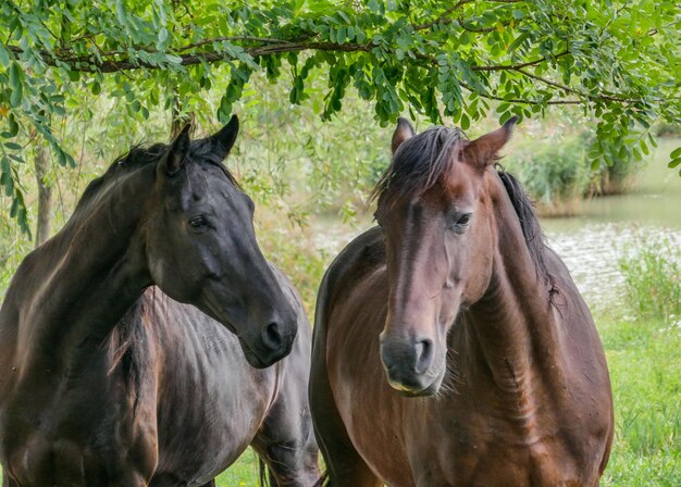 Photo horses standing in farm