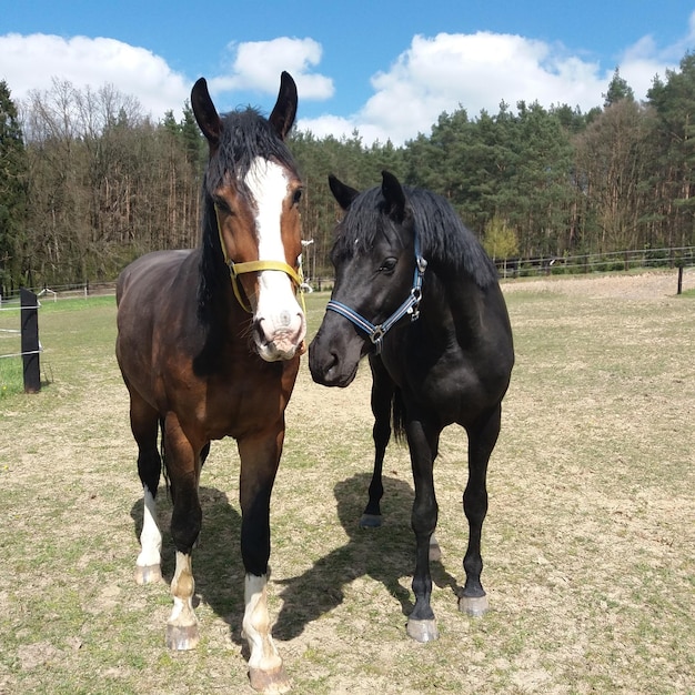 Photo horses standing on field against sky