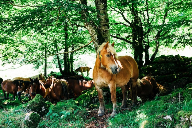 Photo horses standing on field in forest