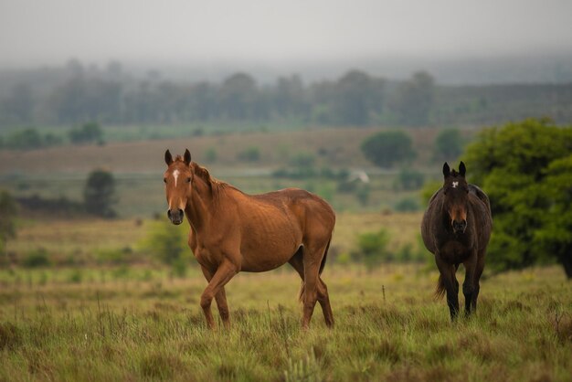 Horses standing in field