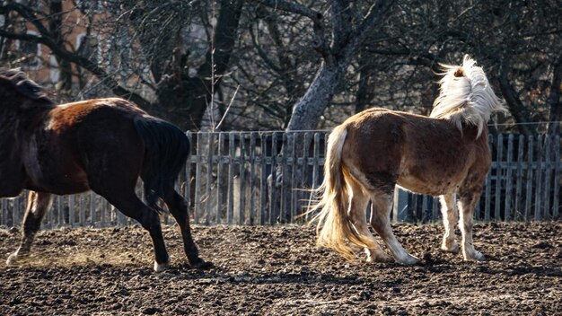 Horses standing in a field