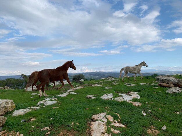 Photo horses standing in a field