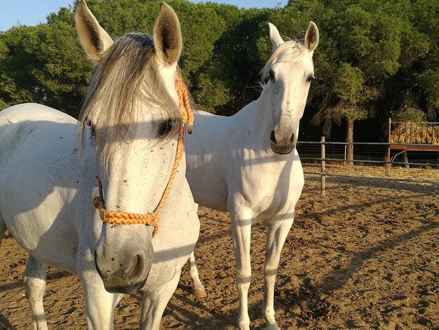 Photo horses standing on field