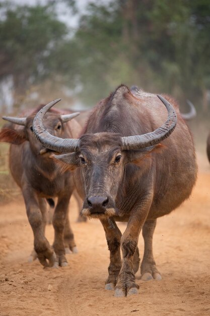 Foto cavalli in piedi in un campo