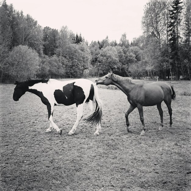 Photo horses standing on field