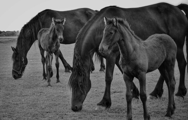 Foto cavalli in piedi in un campo