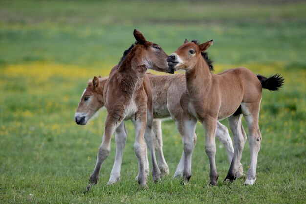 Horses standing on field