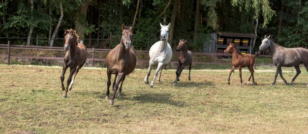 Photo horses standing on field