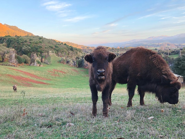 Foto cavalli in piedi in un campo