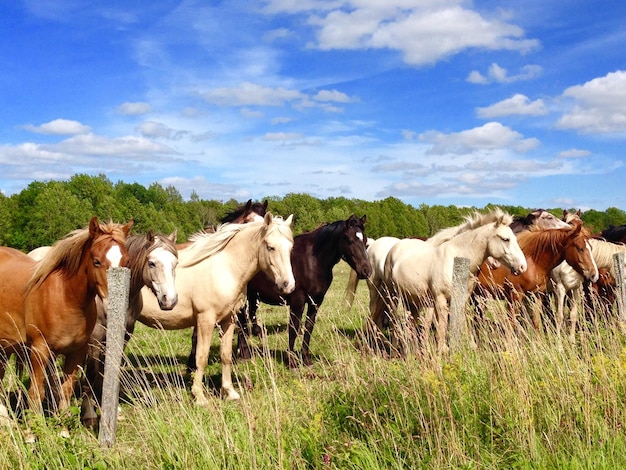 Horses standing on grassy field against sky