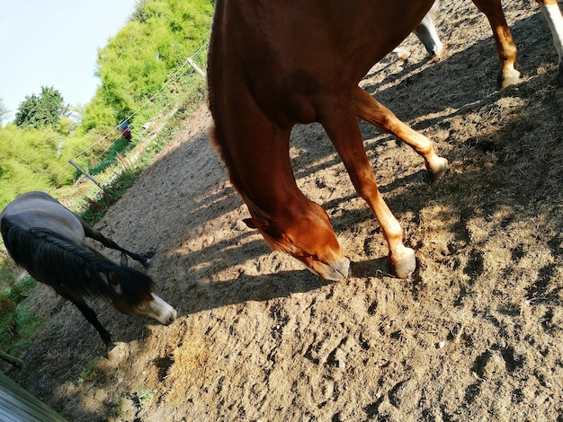 Photo horses standing on ground