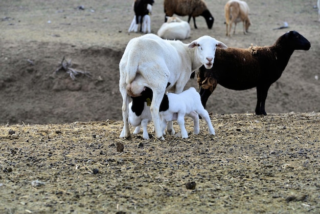 写真 野原に立っている馬