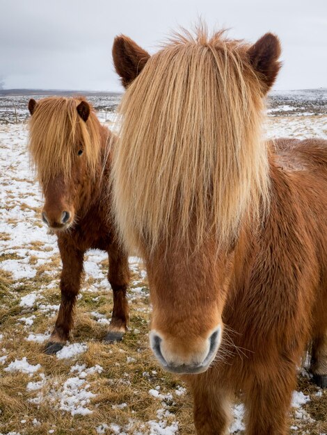 写真 土地の上に立っている馬