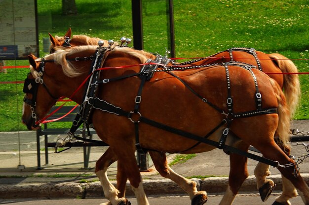 写真 野原に立っている馬