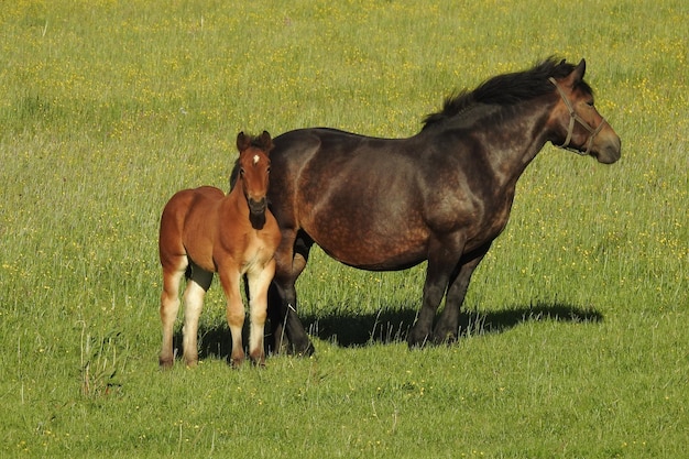 写真 野原に立っている馬