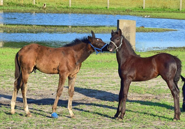 写真 野原に立っている馬