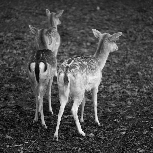 Foto cavalli in piedi all'aperto