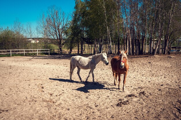 Horses in the summer on a horse farm closeup