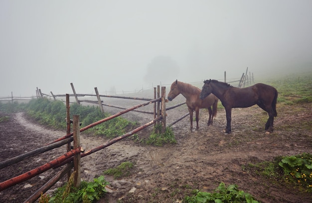 Horses on a summer pasture