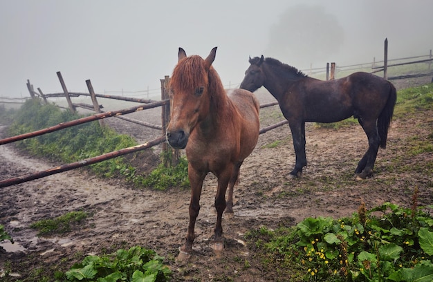 Horses on a summer pasture