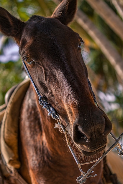 Horses tied to a tree in a group during a trip to the Dominican Republic