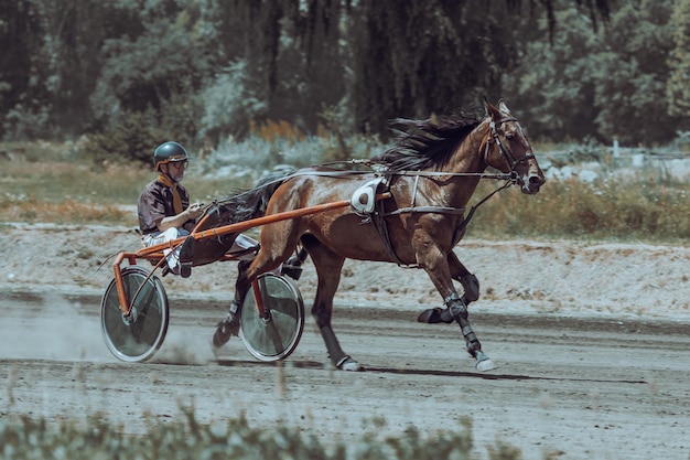 Photo horses of trotting breeds horses and riders posters on the equestrian theme in artistic processing