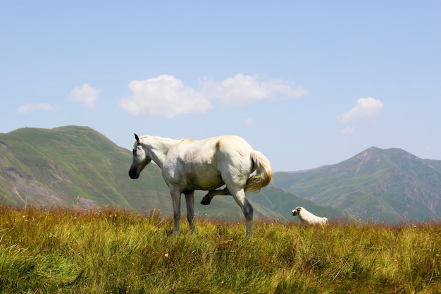 Horses in the valley, landscape and wildlife scene in Georgia.