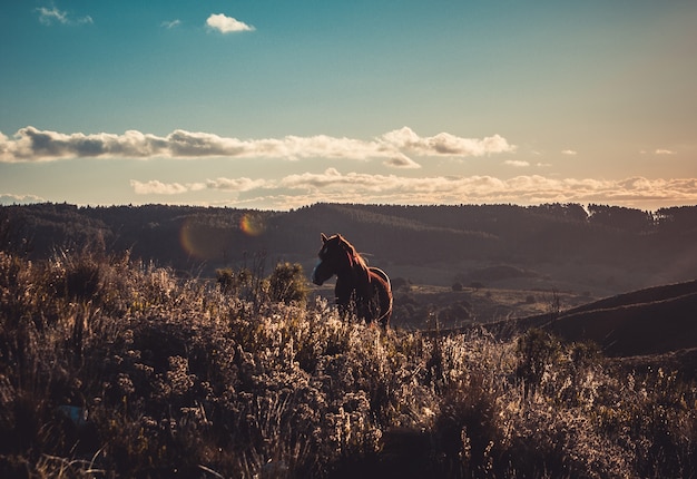 horses valley