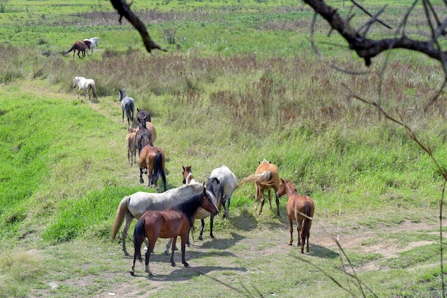 Photo horses walking on dirt trail