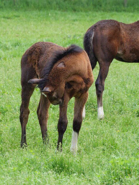 Horses in westphalia