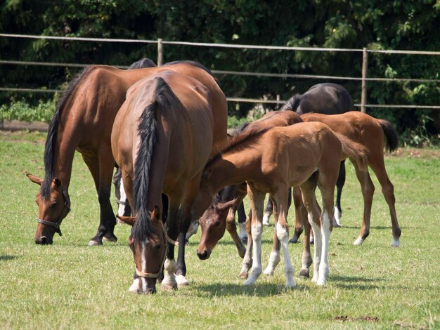 Horses in westphalia