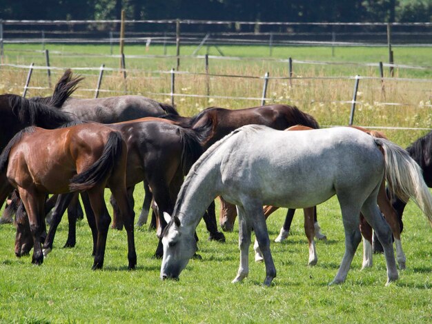 Horses in westphalia