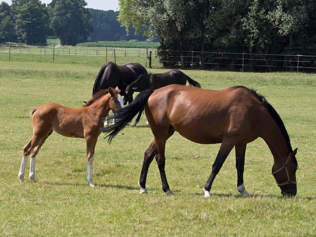 Horses in westphalia