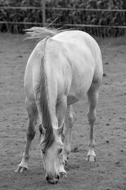 Photo horses in westphalia