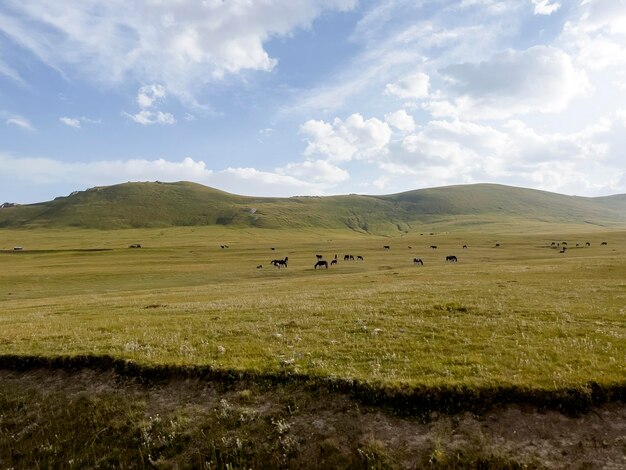 The horses in the wide meadow