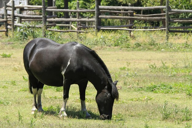 サンタ クルス チリのワイナリーで馬