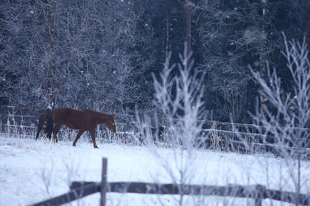 Horses in winter field hoarfrost landscape, christmas holidays\
at ranch