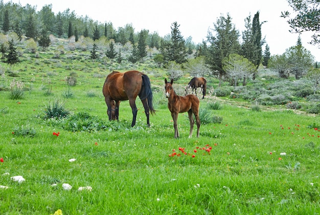 春に咲くイソギンチャクと草の上に子馬放牧馬