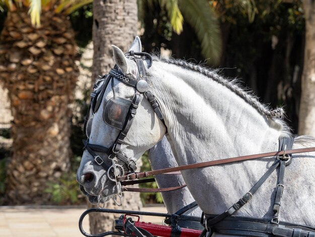 写真 マラガの博覧会で馬車の馬のサドルリーの詳細を備えた馬
