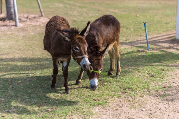 Horses in the zoo