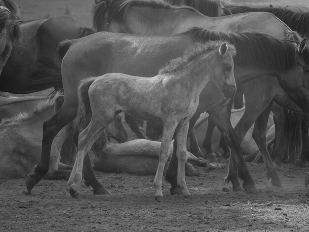 Photo horses